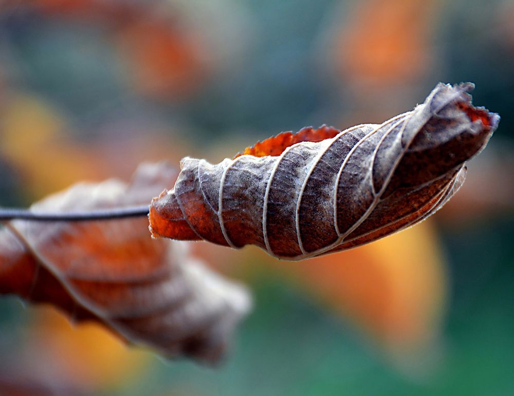 Leaf in Autumn 3