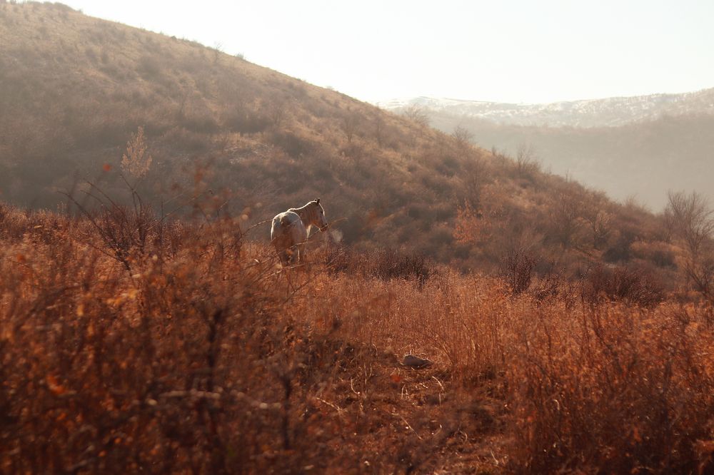 Photograph by Елена Колесникова