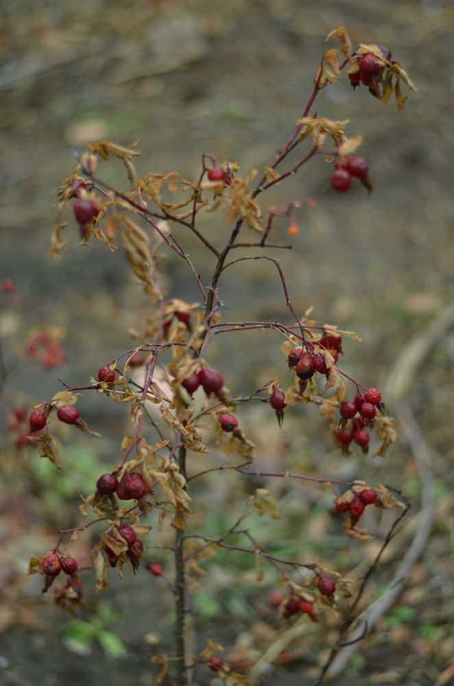Photograph by Ксения Валерьевна