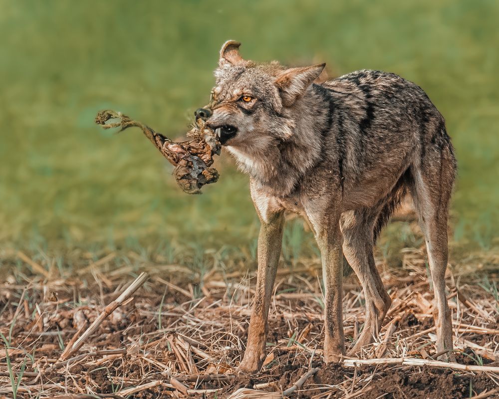 Photograph by ASHWINI BHONGE