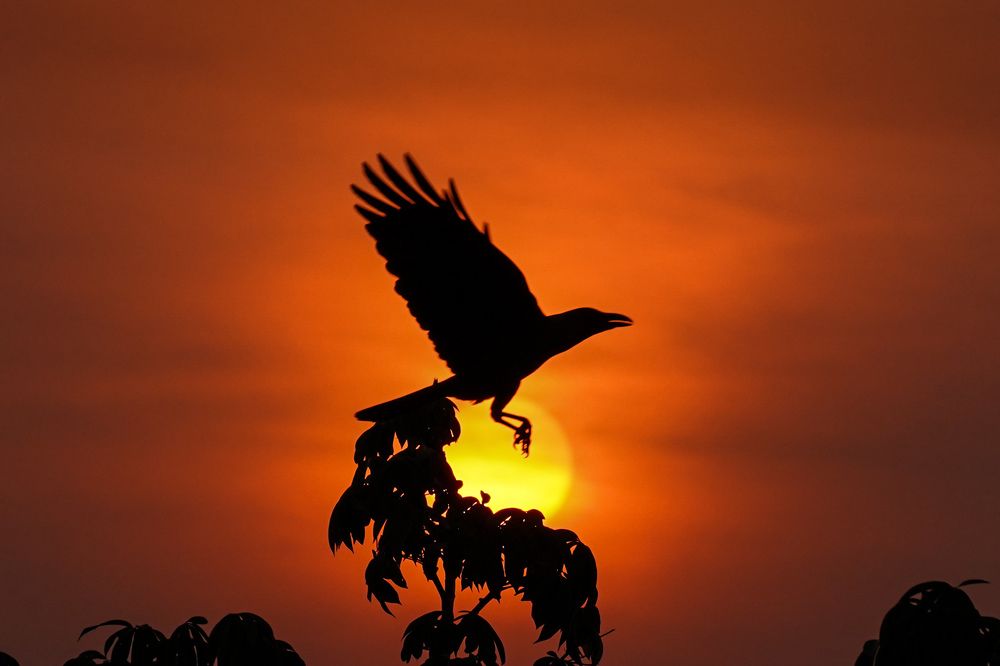 Photograph by Sathyasurya