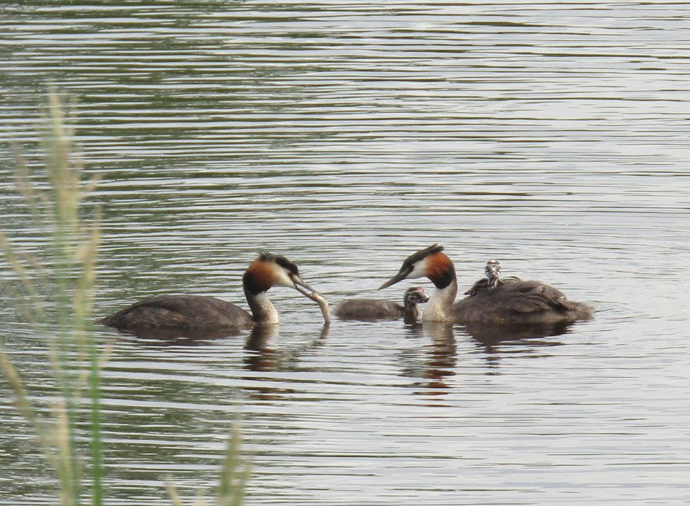 Чомги на Охте. Санкт-Петербург