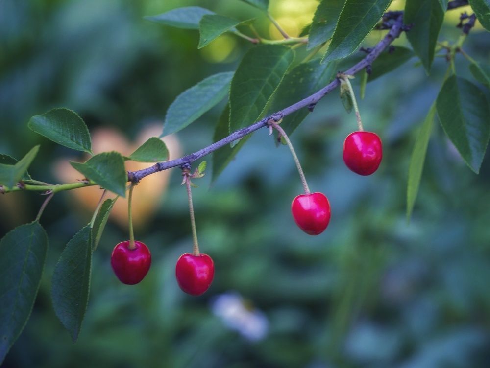 Photograph by Leanid Kulpo