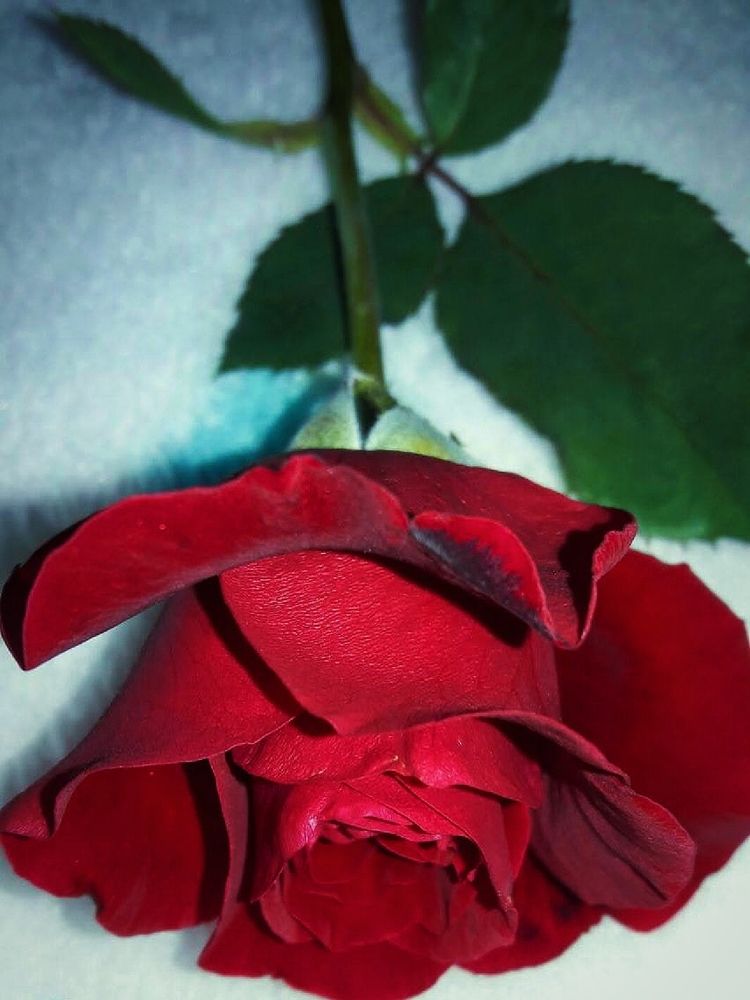 Photograph by Shaiban Alsamraie