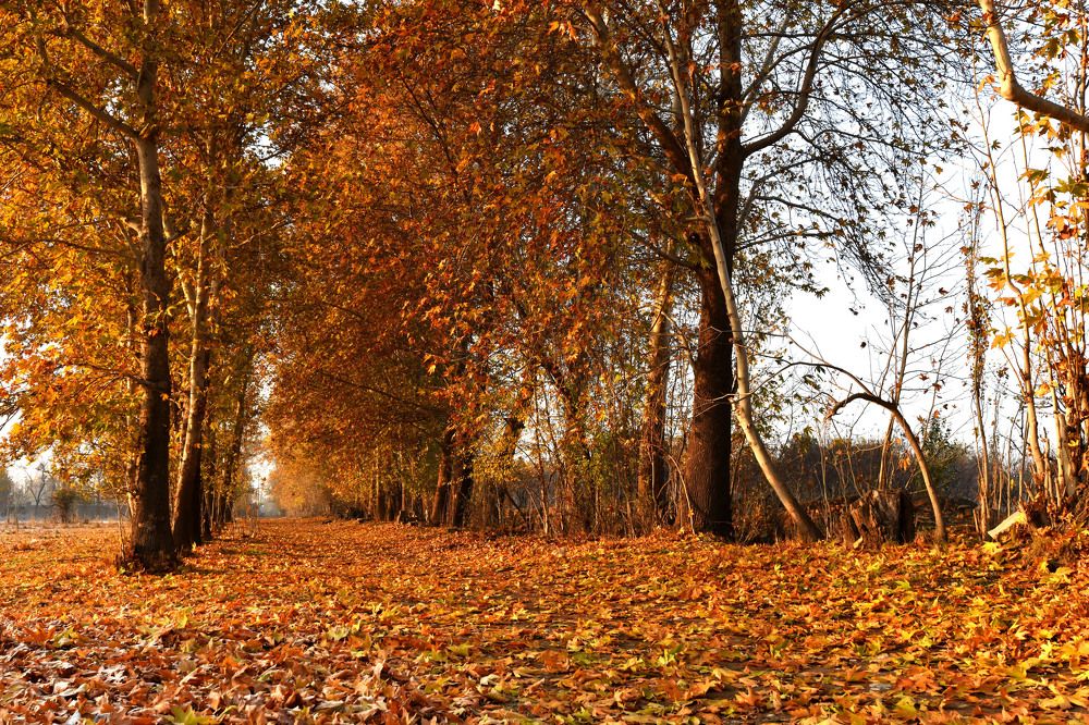 Photograph by davood vajdi