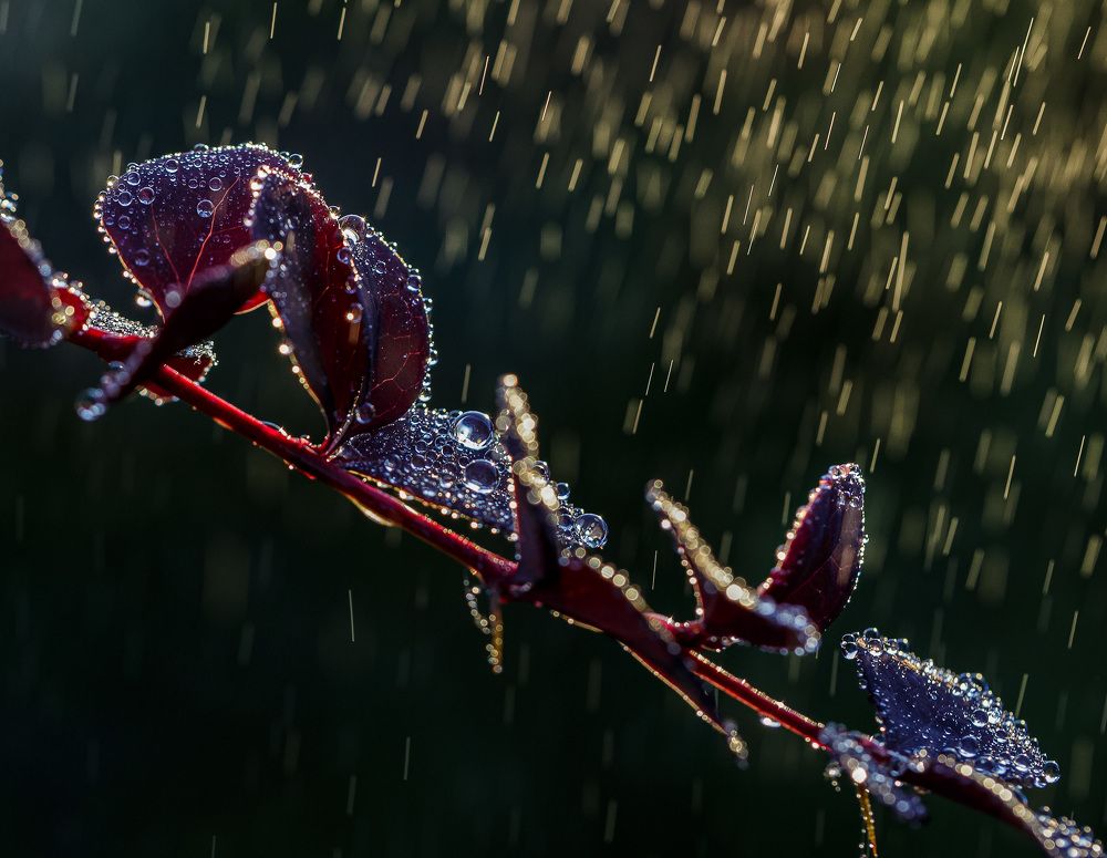 Летнее утро