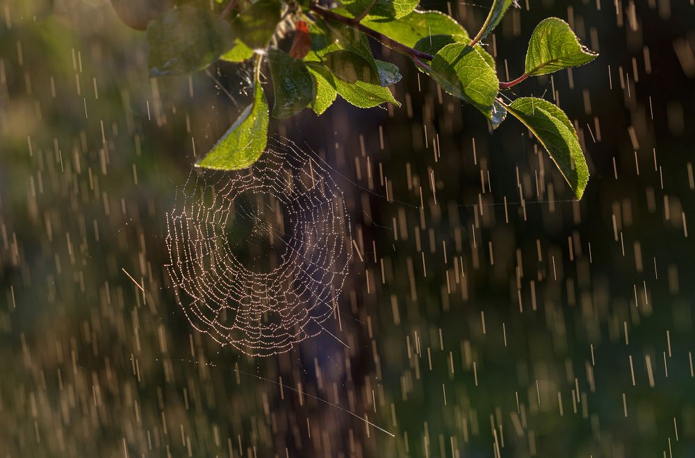 Photograph by Зеленько Дмитрий