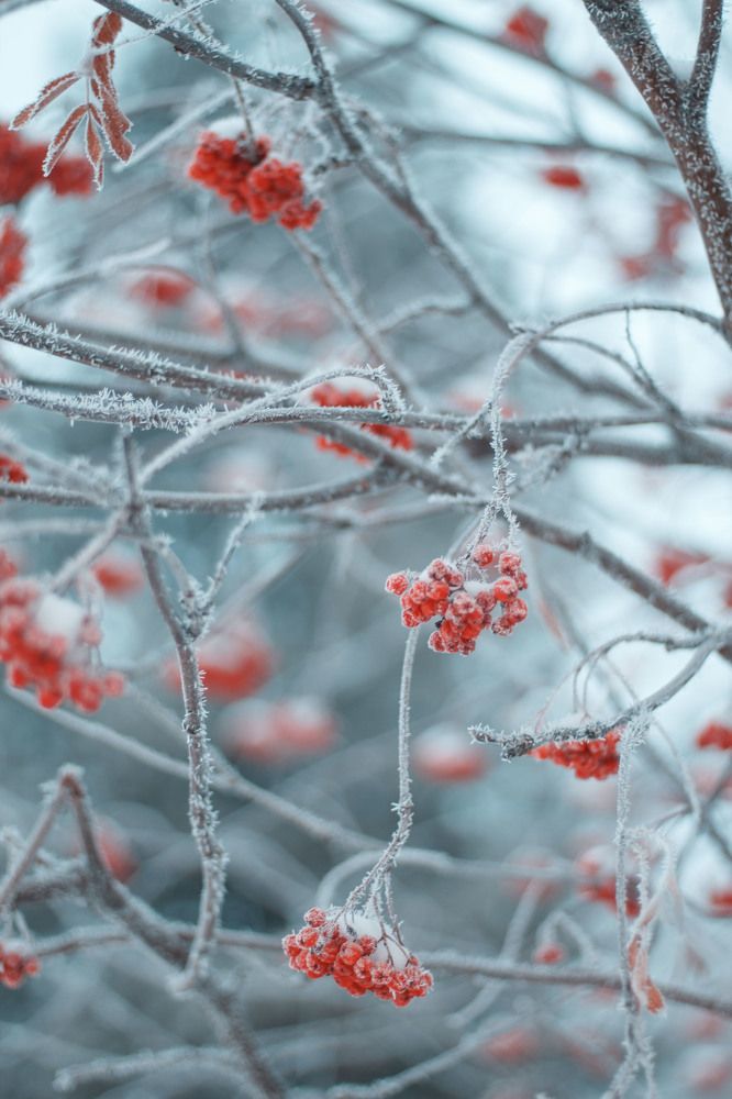 Photograph by Елена Рудь