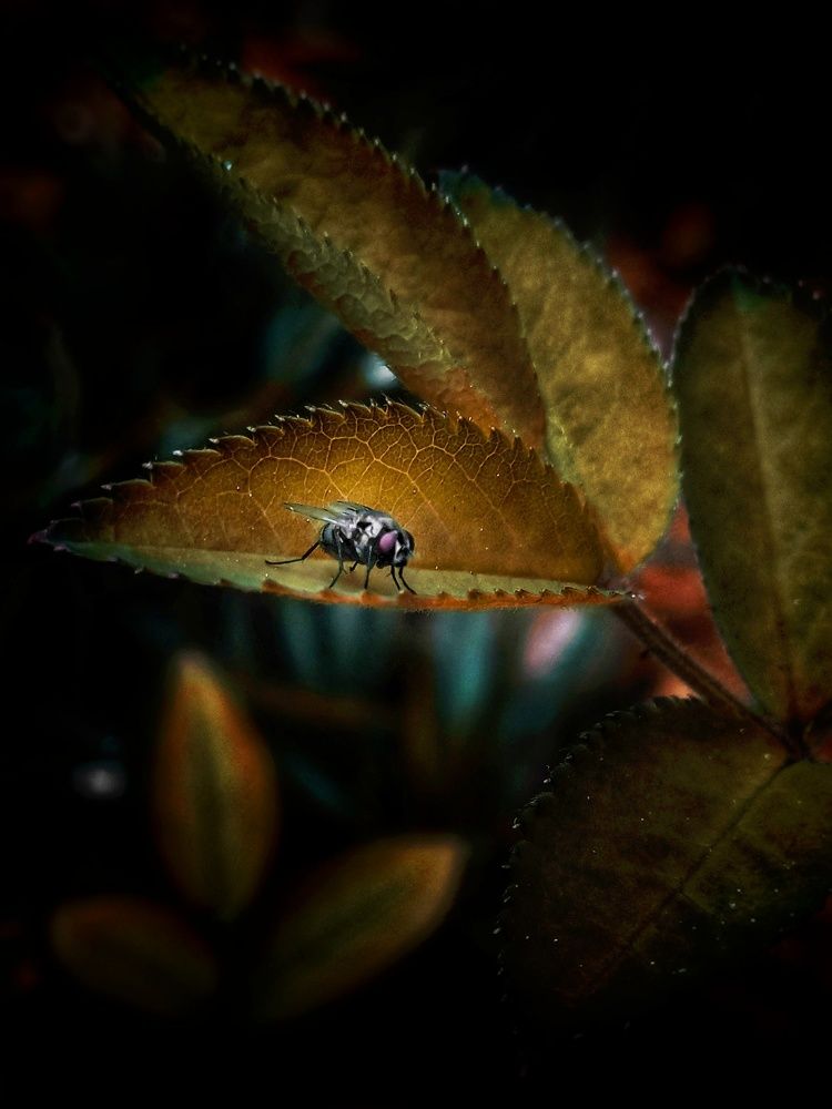 Photograph by S.Janukshan