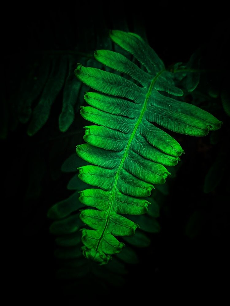 Photograph by S.Janukshan