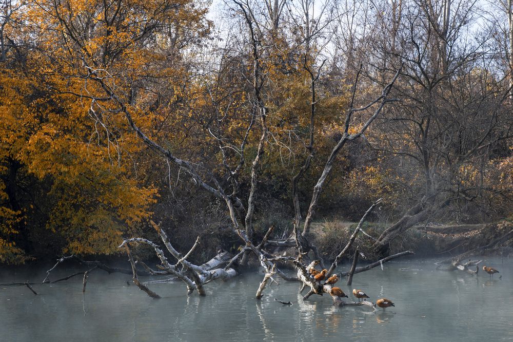 Туманная река