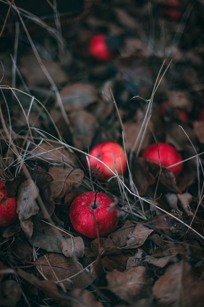 Фотография автора Дарья Шевченко