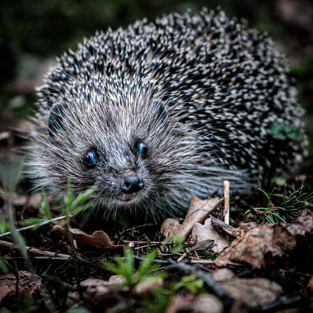 Photograph by Галина Кирикова