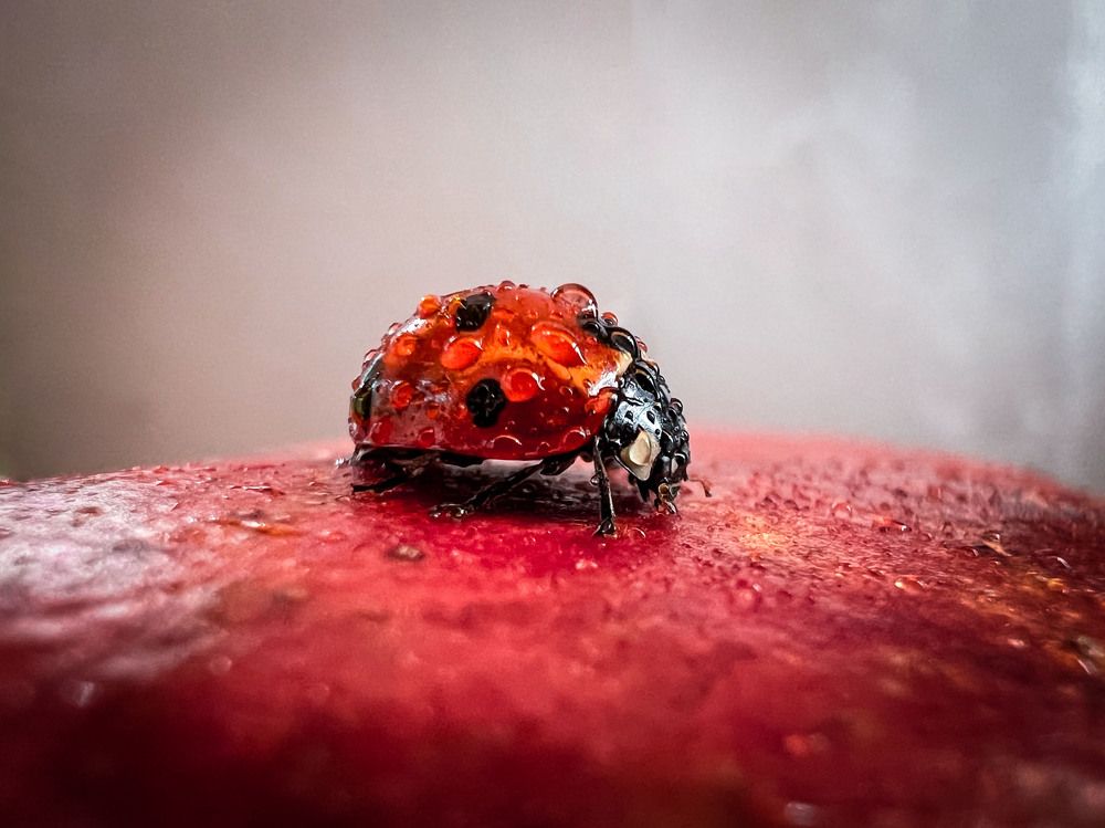 Photograph by Дамир Давронов