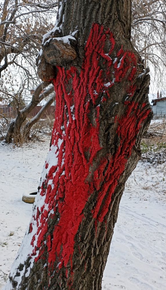 Photograph by Анастасия Кичигина