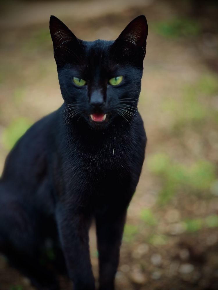 Фотография автора Mohammad Arham Mohammad Arham