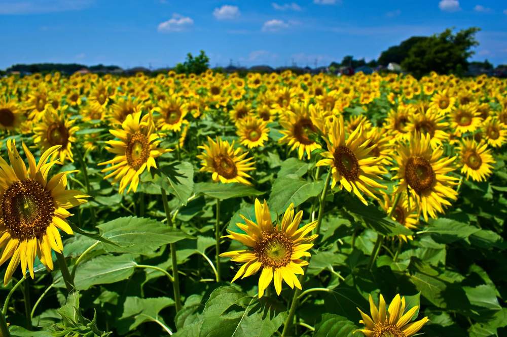 Фотография автора Sen Abhijit