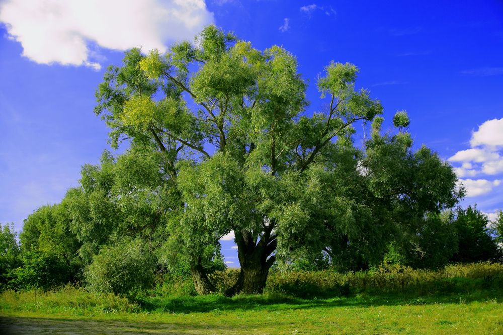 Photograph by Elena Dementova