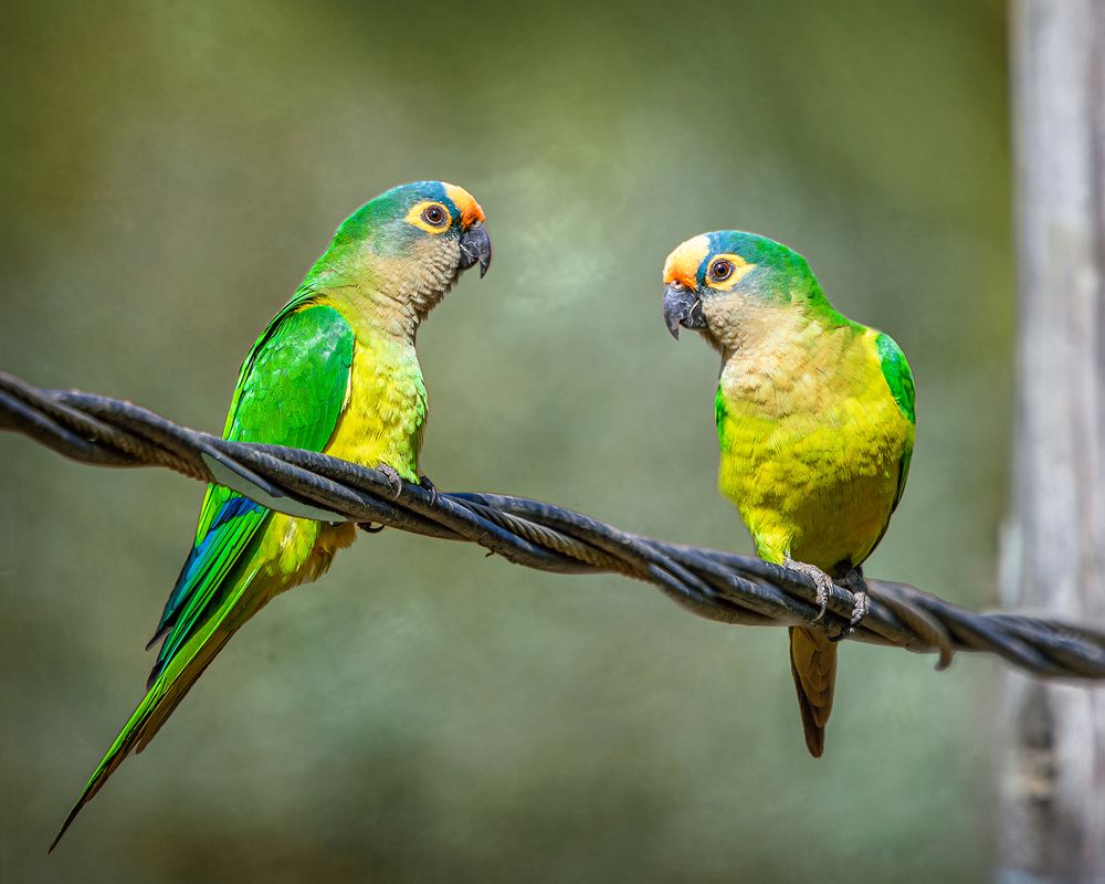 Photograph by Joao R Cortez