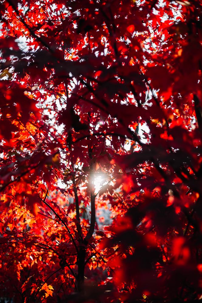 Photograph by Мария Раздорова