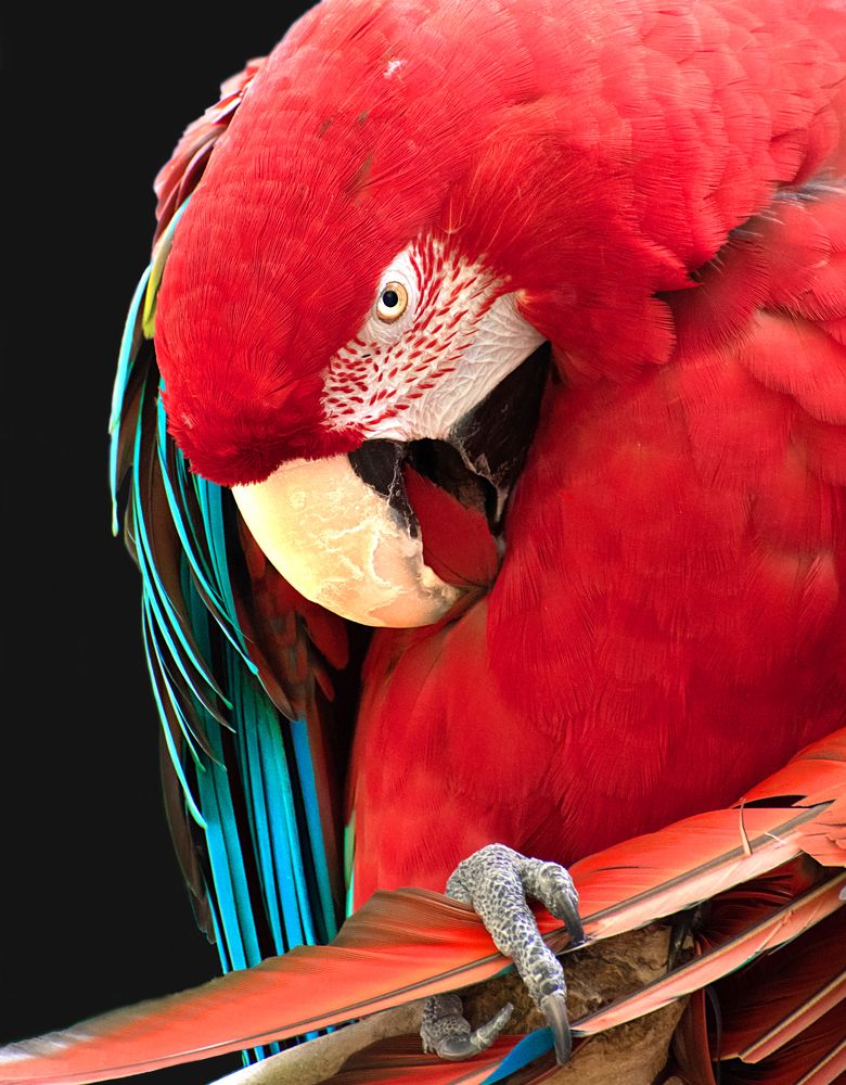 Red Parrot