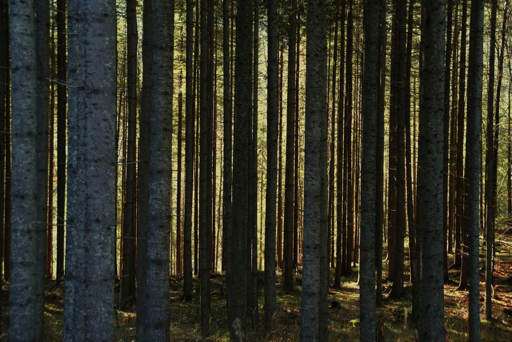 Photograph by Инна Сечко