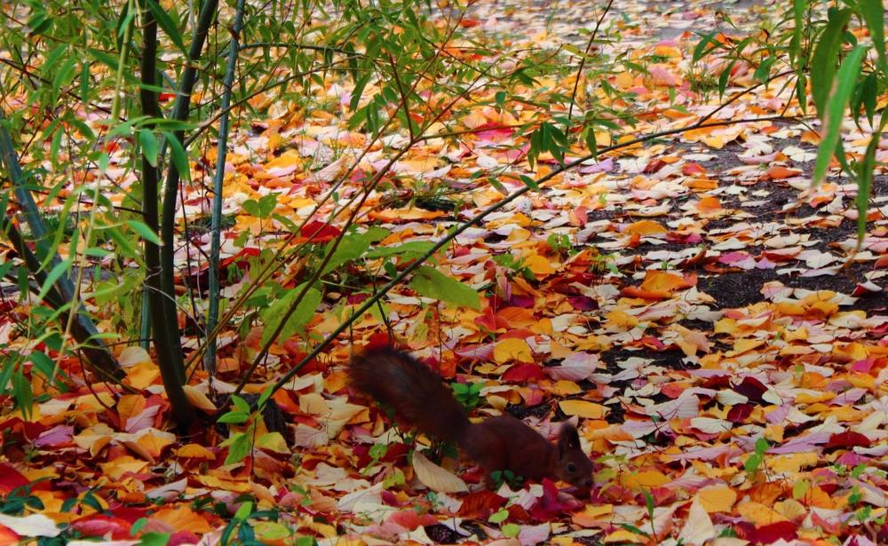 Photograph by Ирина Шибитова