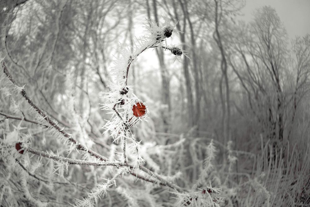 Photograph by Алексей Ильин