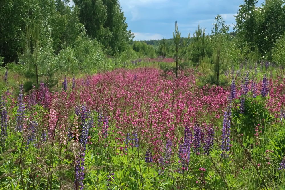 Цветущий июнь