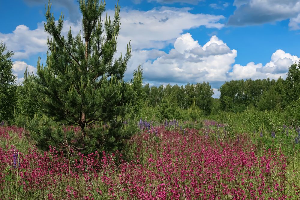 Краски июня.
