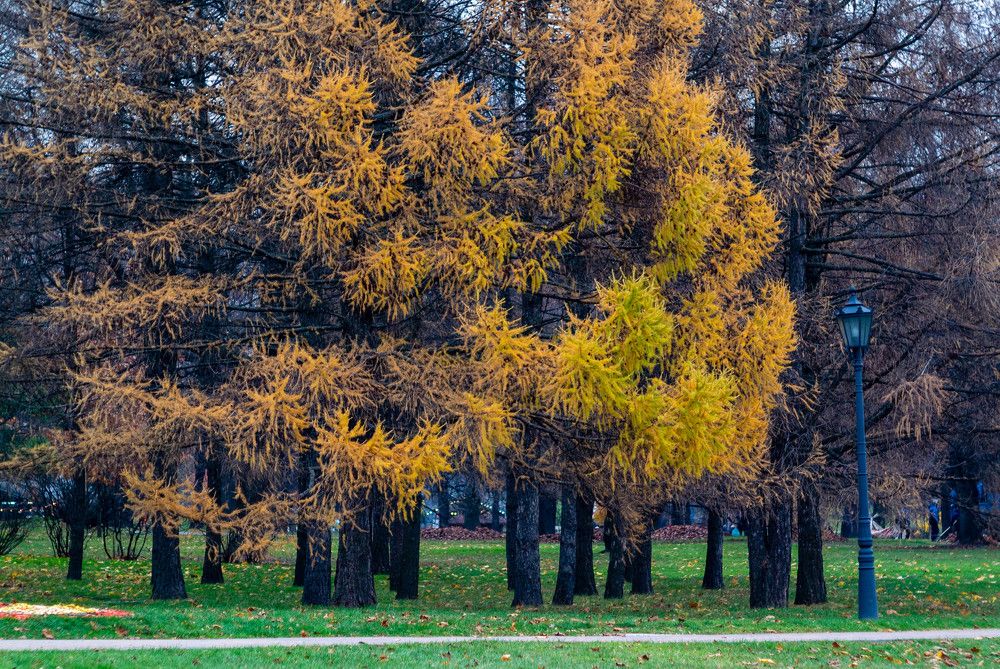 Photograph by Дмитрий Цикин