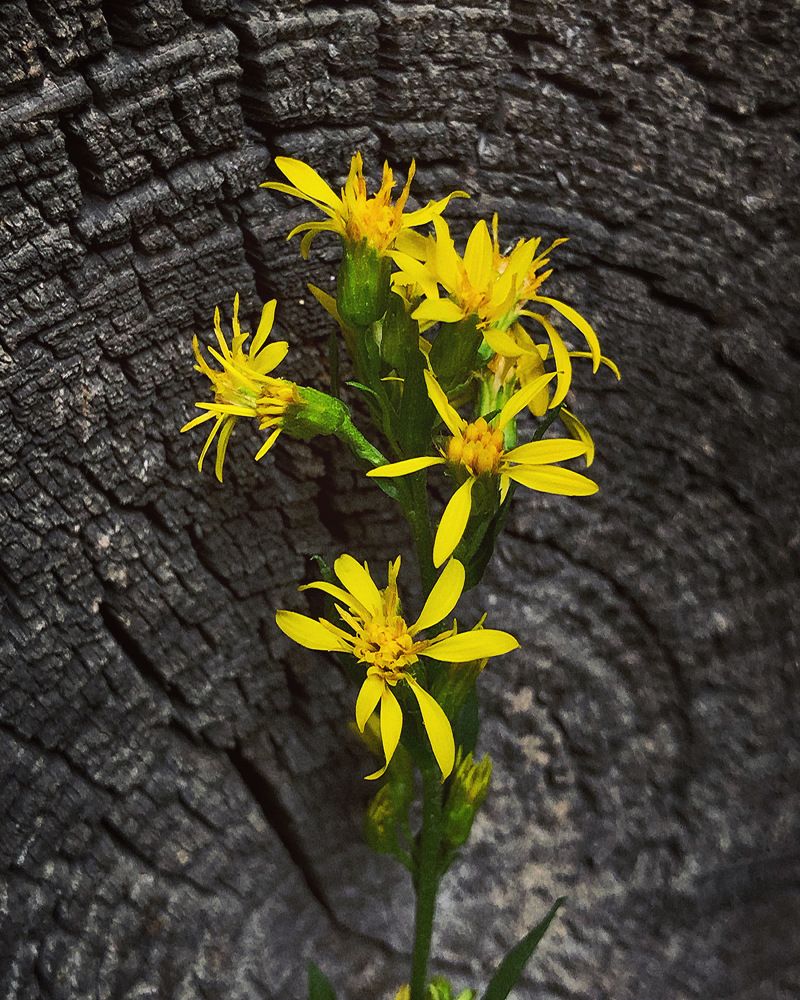 Photograph by Halina Mitsevich