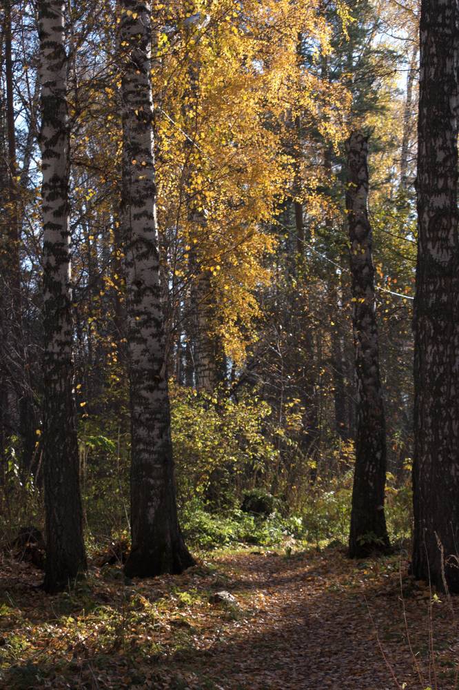 Photograph by Ирина Вассерлауф
