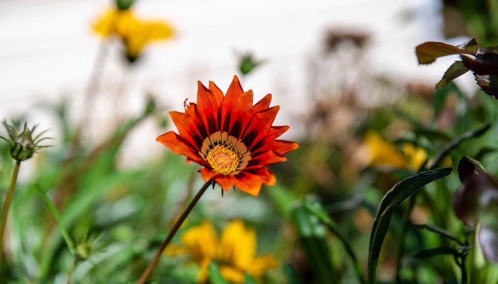 Фотография автора Сергей Чесноков