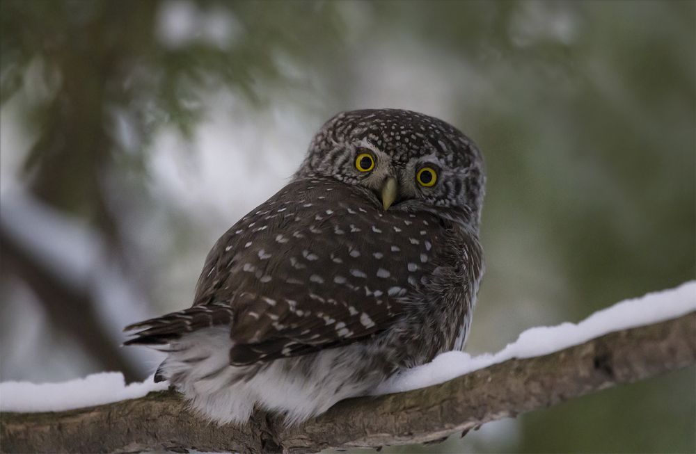 Photograph by Светлана Барабанщикова