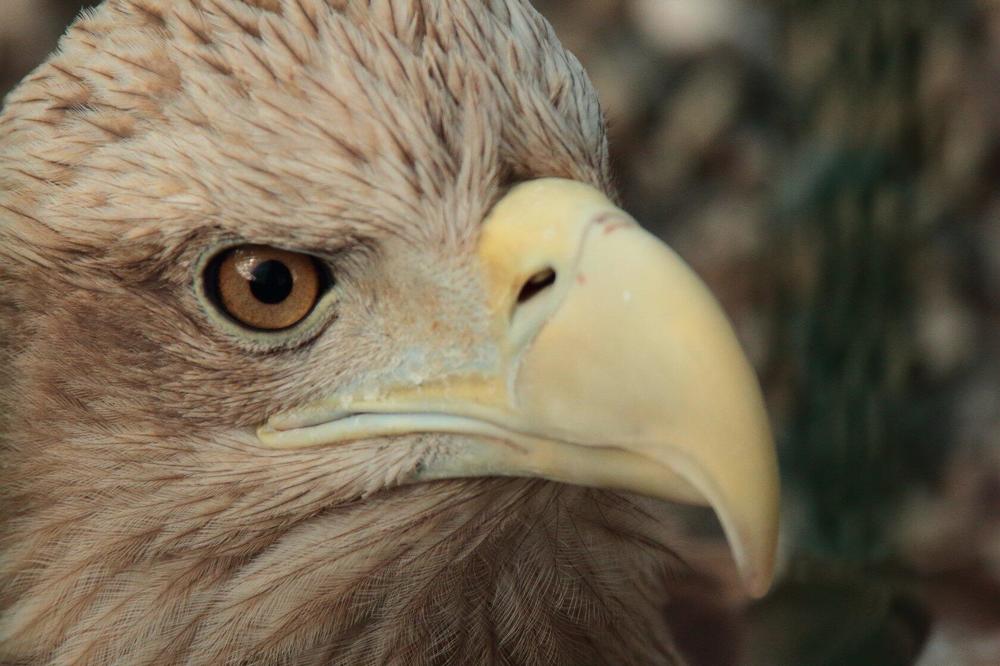 Photograph by Ирина Шибитова