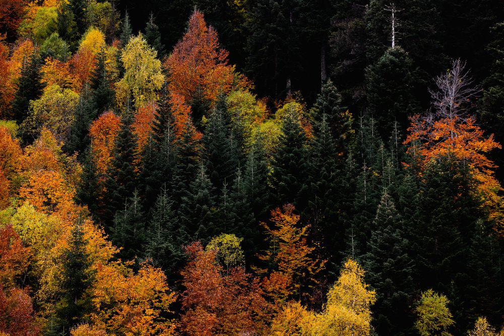 Photograph by Мария Раздорова