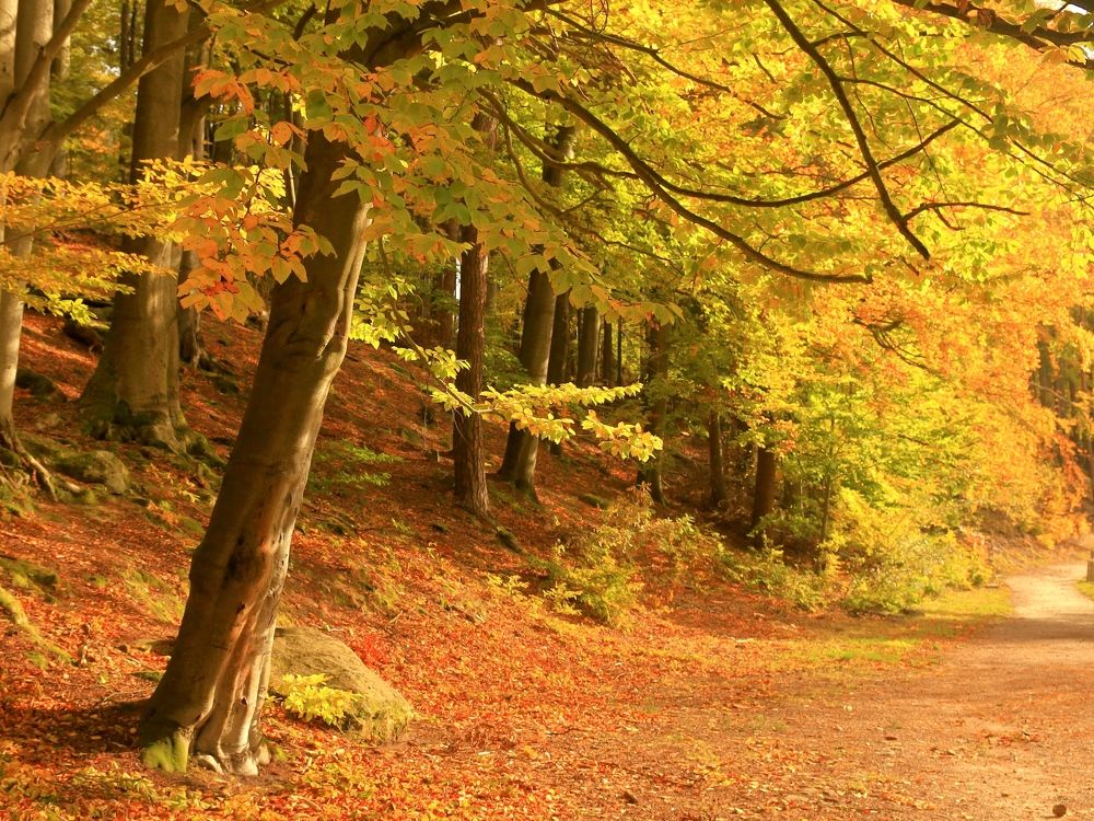 Photograph by Zdenek Janovsky