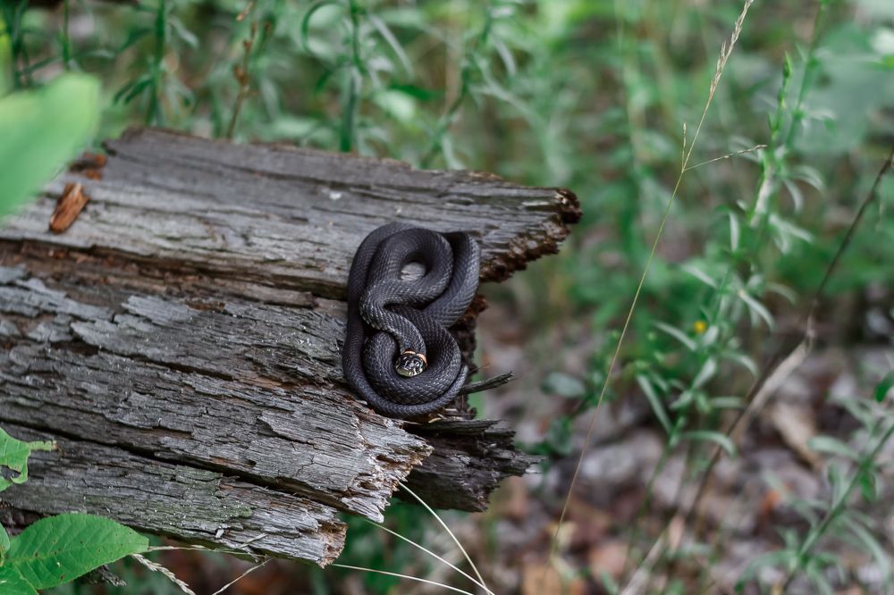 Photograph by Ольга Осинина