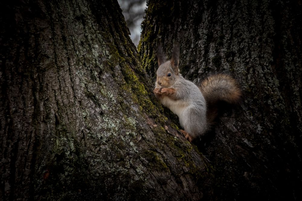 Photograph by Вячеслав Рудинский
