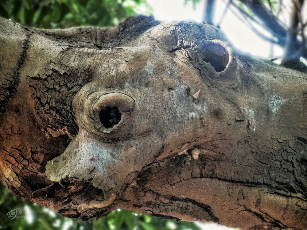 Photograph by Tanusri RoyChowdhury