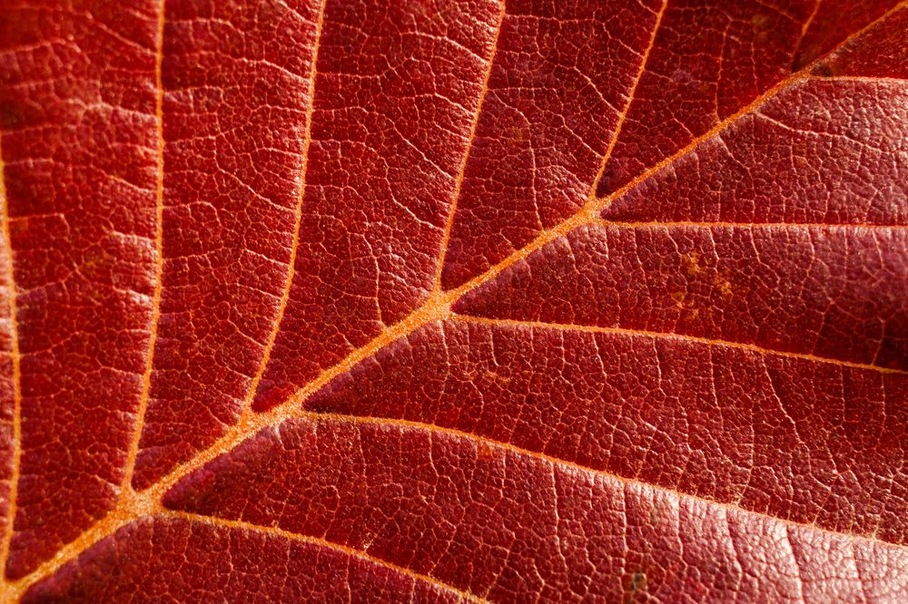 Photograph by Юлия Шаля