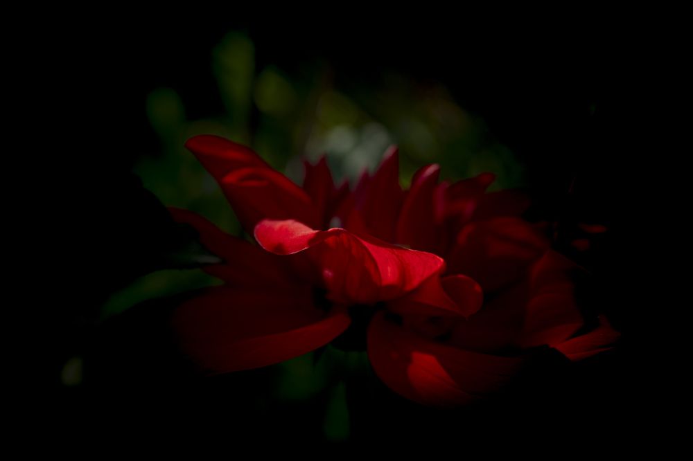 Photograph by Elena Mingazova