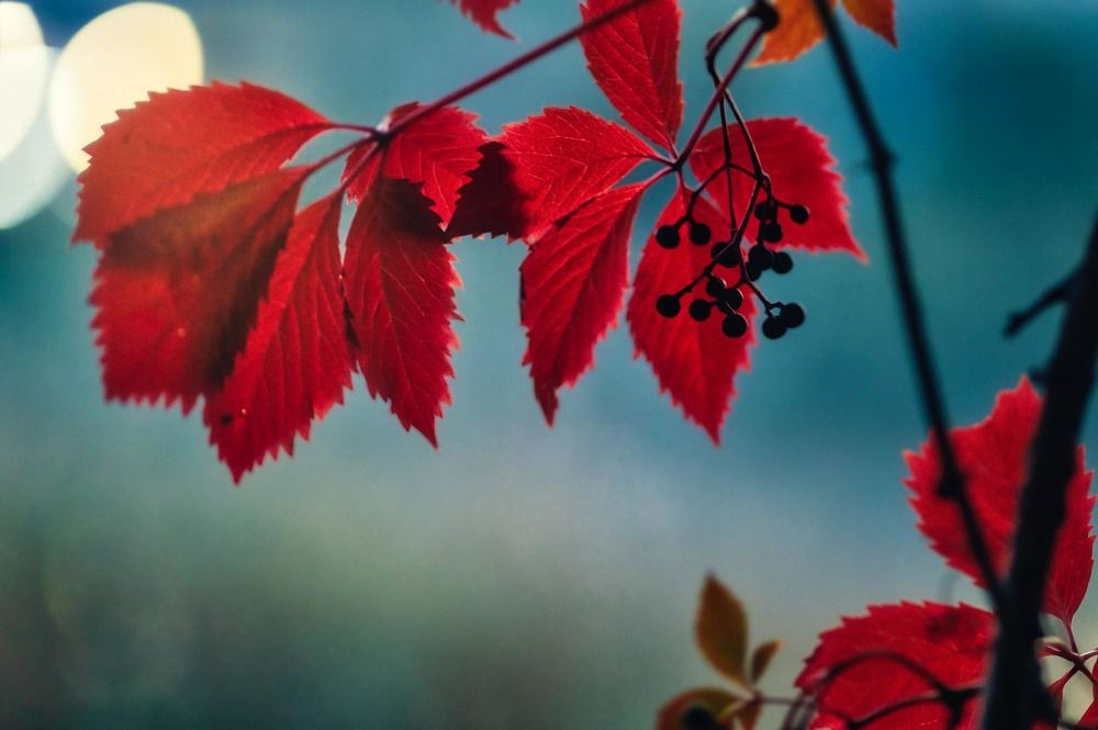 Photograph by anødine