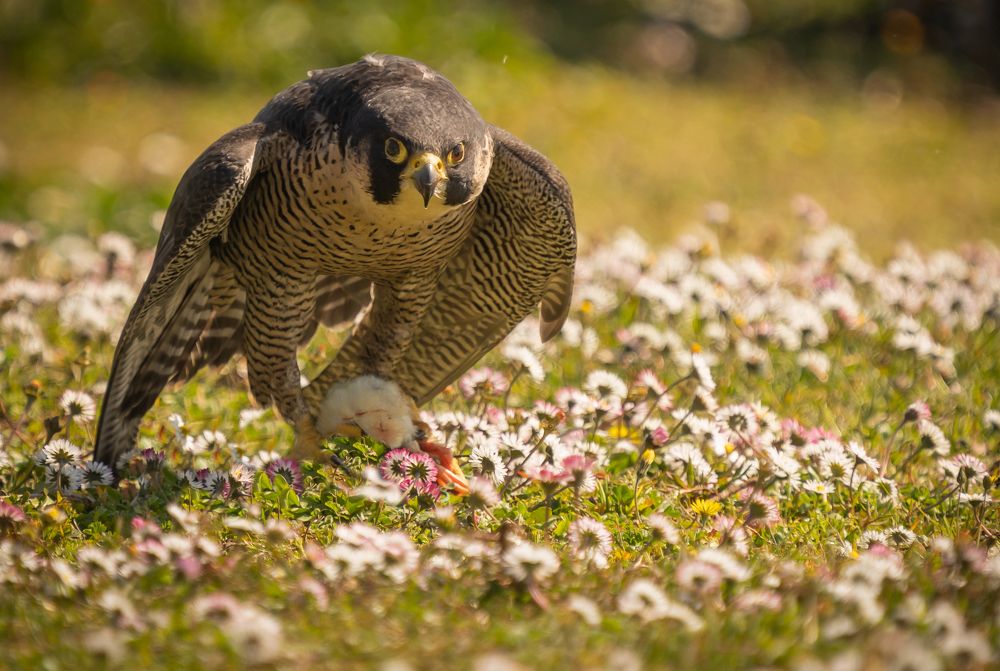 Photograph by Максимова Дария