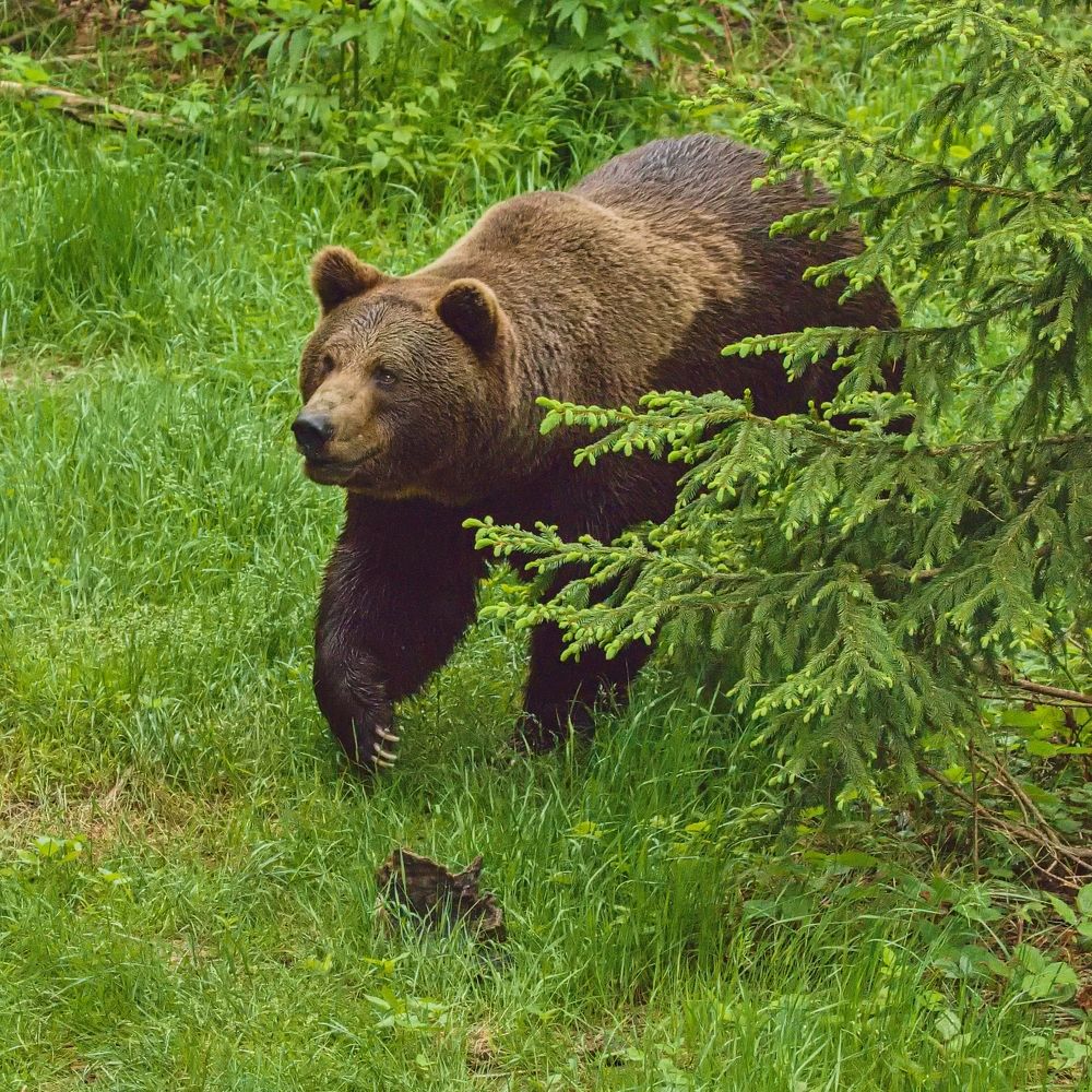 Фотография автора Сергей Довжик