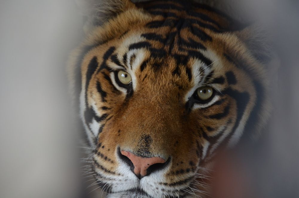 Photograph by Bradley Botten