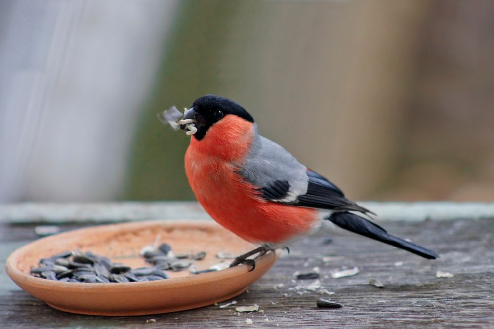 Photograph by Ольга Заповедная