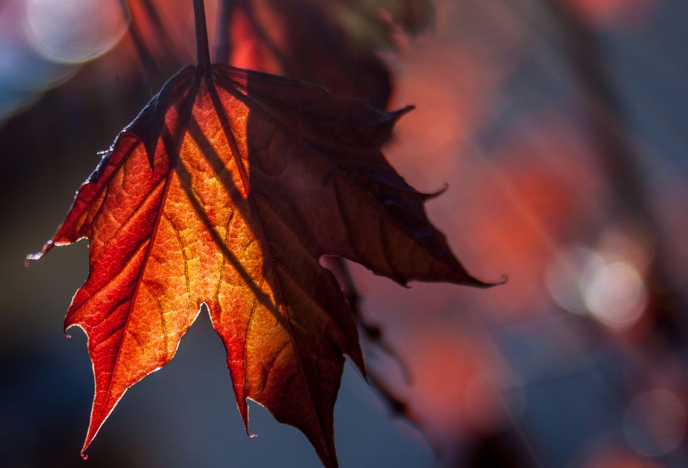 Осенняя абстракция с кленовым листом