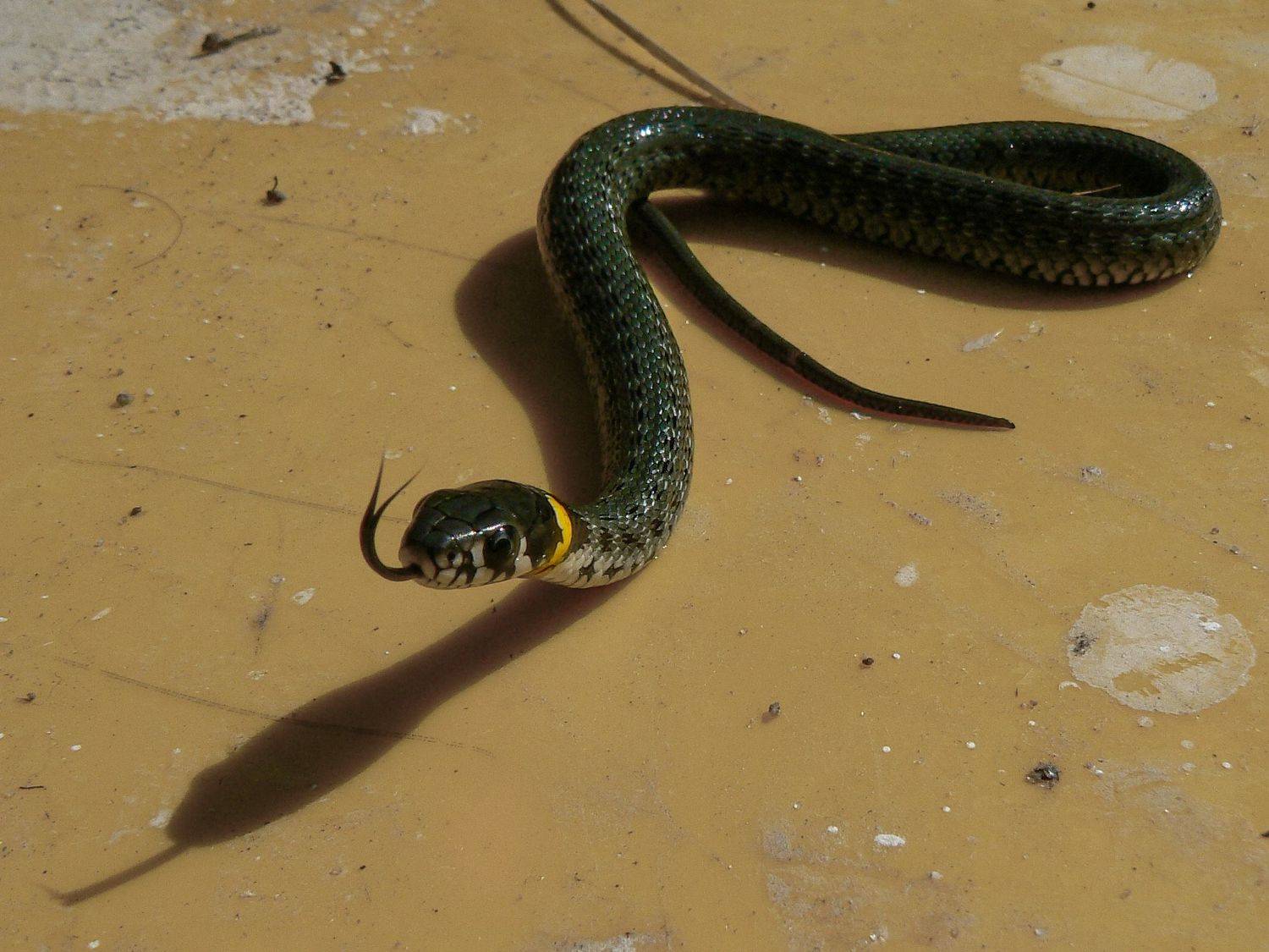 Photo #8360353